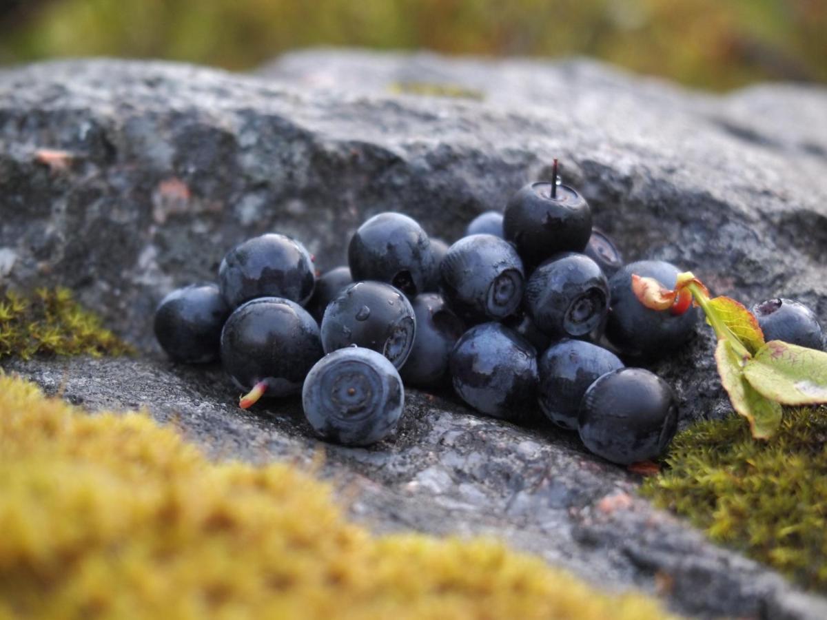 Koskenselkä Camping Villa Puumala Eksteriør bilde